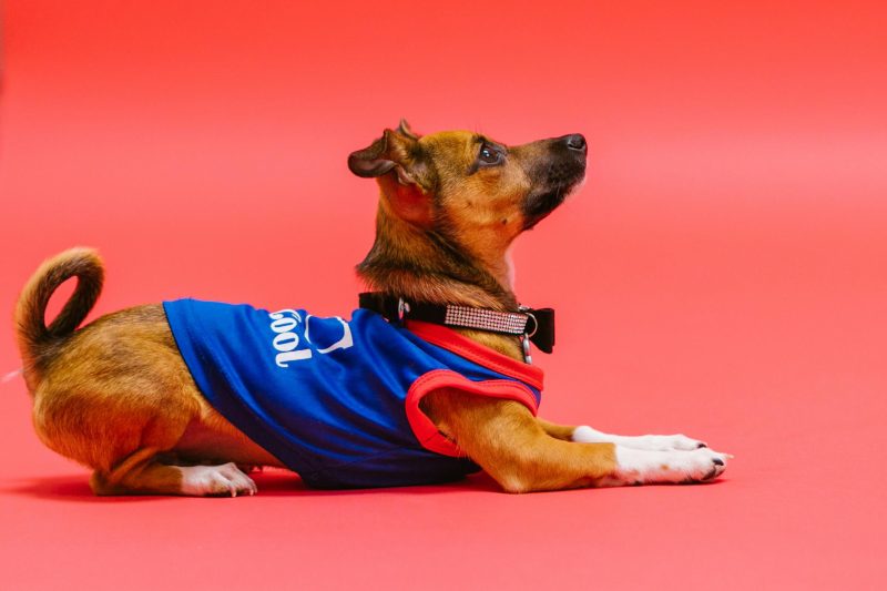 "ComfortFit Adjustable Dog Harness"